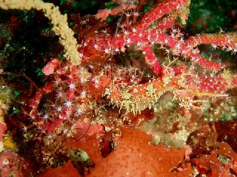 �ɓ������ʐ^�@�N���b�N�ő傫���Ȃ�܂�