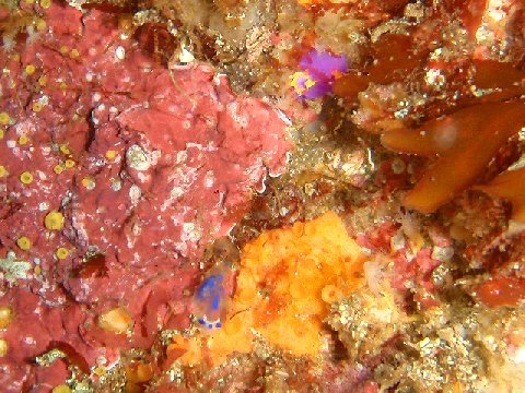 �ɓ������ʐ^�@�N���b�N�ő傫���Ȃ�܂�