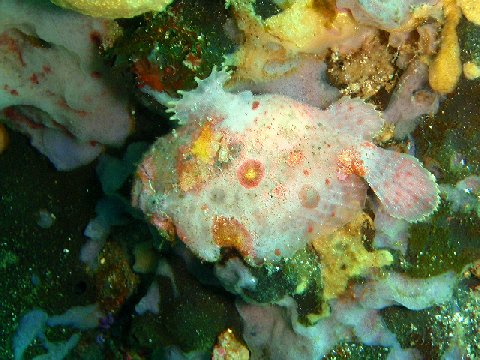 �ɓ������ʐ^�@�N���b�N�ő傫���Ȃ�܂�