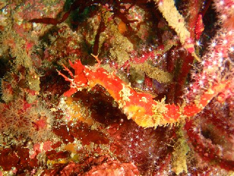 �ɓ������ʐ^�@�N���b�N�ő傫���Ȃ�܂�