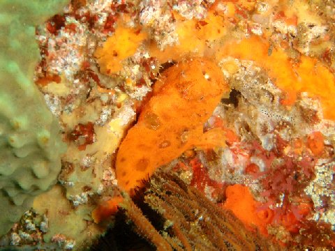 �ɓ������ʐ^�@�N���b�N�ő傫���Ȃ�܂�