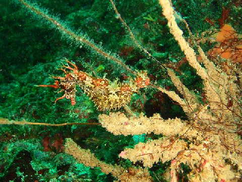 �ɓ������ʐ^�@�N���b�N�ő傫���Ȃ�܂�