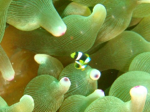 �ɓ������ʐ^�@�N���b�N�ő傫���Ȃ�܂�