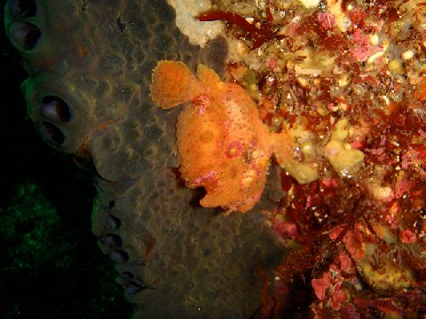 �ɓ������ʐ^�@�N���b�N�ő傫���Ȃ�܂�