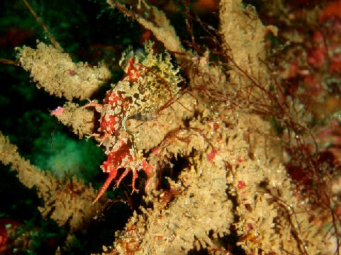 �ɓ������ʐ^�@�N���b�N�ő傫���Ȃ�܂�