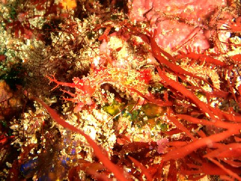 �ɓ������ʐ^�@�N���b�N�ő傫���Ȃ�܂�