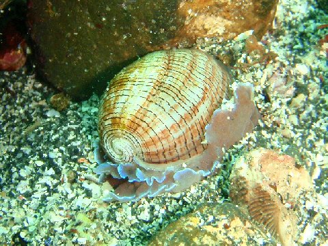 �ɓ������ʐ^�@�N���b�N�ő傫���Ȃ�܂�