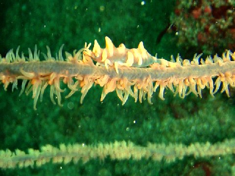 �ɓ������ʐ^�@�N���b�N�ő傫���Ȃ�܂�