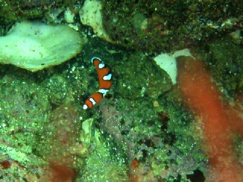 �ɓ������ʐ^�@�N���b�N�ő傫���Ȃ�܂�