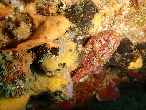 �ɓ������ʐ^�@�N���b�N�ő傫���Ȃ�܂�