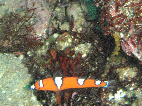 �ɓ������ʐ^�@�N���b�N�ő傫���Ȃ�܂�