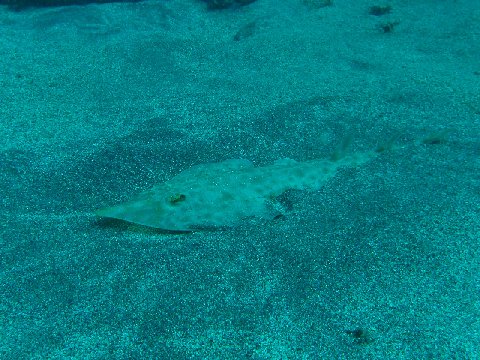 �ɓ������ʐ^�@�N���b�N�ő傫���Ȃ�܂�