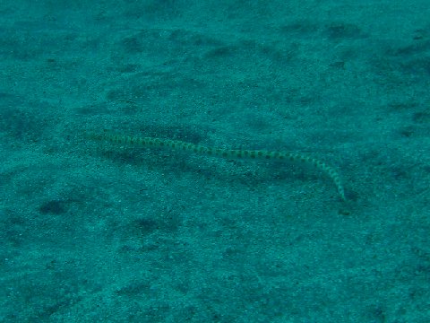 �ɓ������ʐ^�@�N���b�N�ő傫���Ȃ�܂�