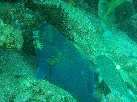 �ɓ������ʐ^�@�N���b�N�ő傫���Ȃ�܂�