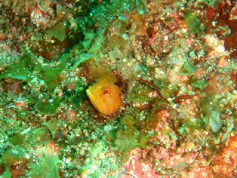 �ɓ������ʐ^�@�N���b�N�ő傫���Ȃ�܂�