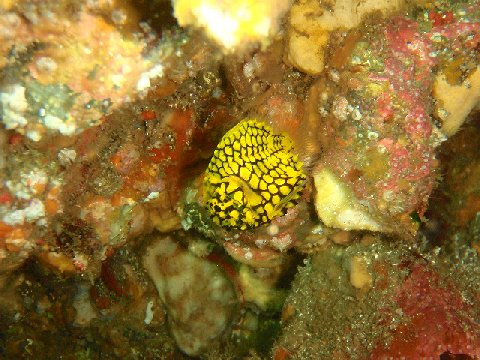 �ɓ������ʐ^�@�N���b�N�ő傫���Ȃ�܂�