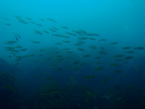 �ɓ������ʐ^�@�N���b�N�ő傫���Ȃ�܂�