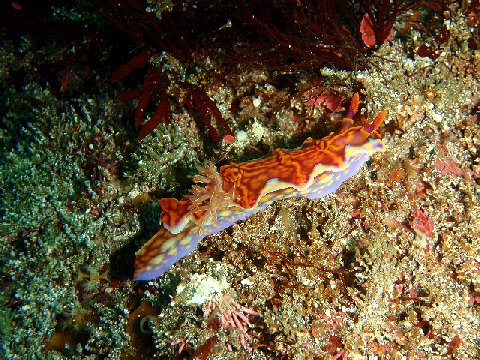 �ɓ������ʐ^�@�N���b�N�ő傫���Ȃ�܂�