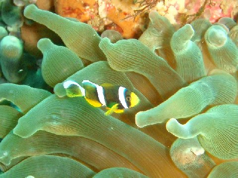 �ɓ������ʐ^�@�N���b�N�ő傫���Ȃ�܂�