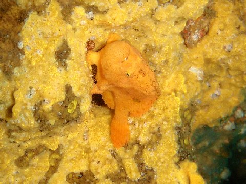 �ɓ������ʐ^�@�N���b�N�ő傫���Ȃ�܂�