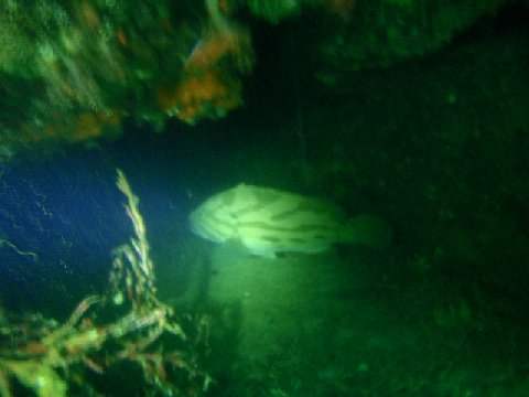 �ɓ������ʐ^�@�N���b�N�ő傫���Ȃ�܂�