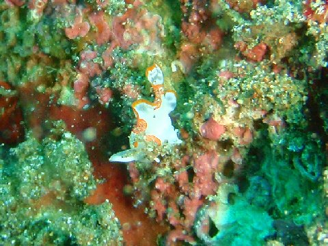 �ɓ������ʐ^�@�N���b�N�ő傫���Ȃ�܂�