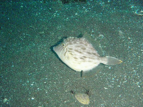 �ɓ������ʐ^�@�N���b�N�ő傫���Ȃ�܂�