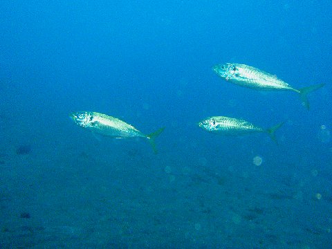 �ɓ������ʐ^�@�N���b�N�ő傫���Ȃ�܂�