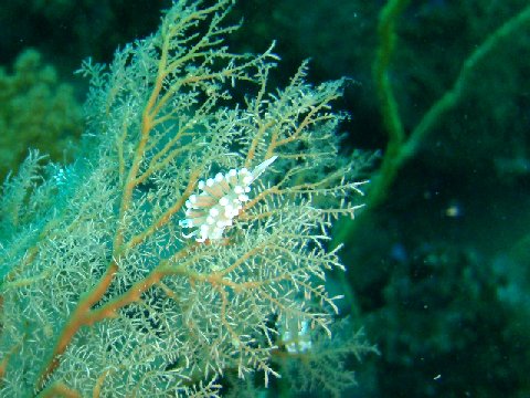 �ɓ������ʐ^�@�N���b�N�ő傫���Ȃ�܂�