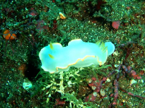 �ɓ������ʐ^�@�N���b�N�ő傫���Ȃ�܂�