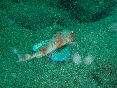 �ɓ������ʐ^�@�N���b�N�ő傫���Ȃ�܂�