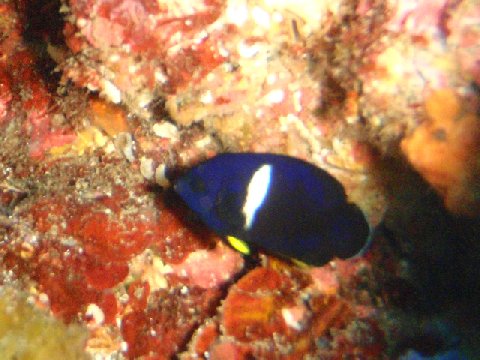 �ɓ������ʐ^�@�N���b�N�ő傫���Ȃ�܂�