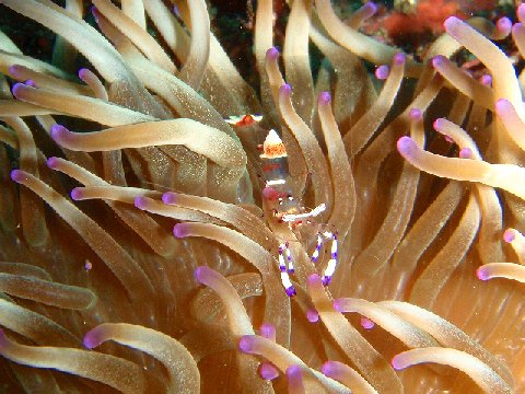 �ɓ������ʐ^�@�N���b�N�ő傫���Ȃ�܂�