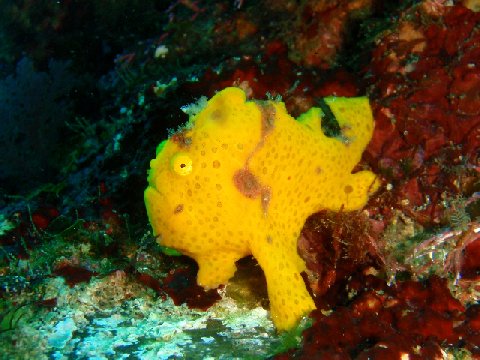 �ɓ������ʐ^�@�N���b�N�ő傫���Ȃ�܂�