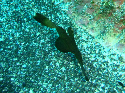 �ɓ������ʐ^�@�N���b�N�ő傫���Ȃ�܂�