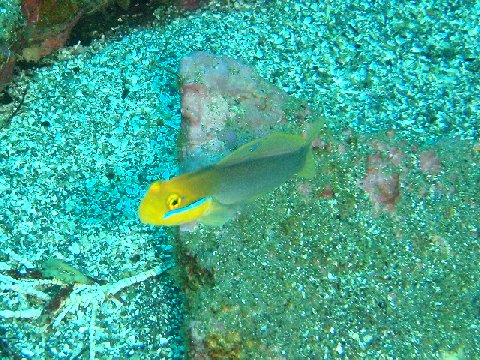 �ɓ������ʐ^�@�N���b�N�ő傫���Ȃ�܂�