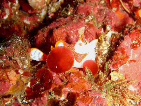 �ɓ������ʐ^�@�N���b�N�ő傫���Ȃ�܂�