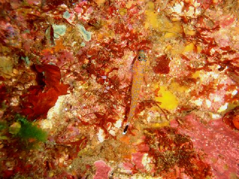 �ɓ������ʐ^�@�N���b�N�ő傫���Ȃ�܂�