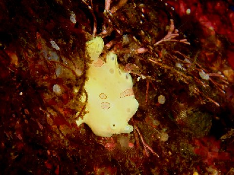 �ɓ������ʐ^�@�N���b�N�ő傫���Ȃ�܂�