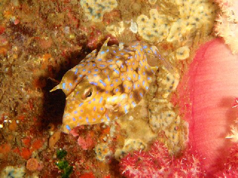 �ɓ������ʐ^�@�N���b�N�ő傫���Ȃ�܂�