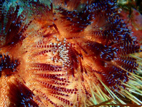 �ɓ������ʐ^�@�N���b�N�ő傫���Ȃ�܂�