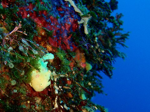 �ɓ������ʐ^�@�N���b�N�ő傫���Ȃ�܂�