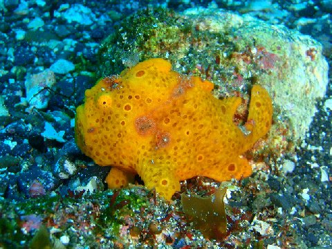 �ɓ������ʐ^�@�N���b�N�ő傫���Ȃ�܂�