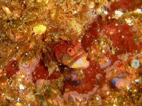 �ɓ������ʐ^�@�N���b�N�ő傫���Ȃ�܂�