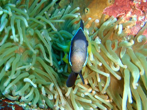 �ɓ������ʐ^�@�N���b�N�ő傫���Ȃ�܂�