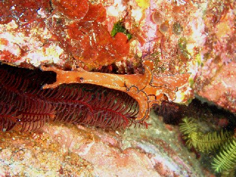 �ɓ������ʐ^�@�N���b�N�ő傫���Ȃ�܂�