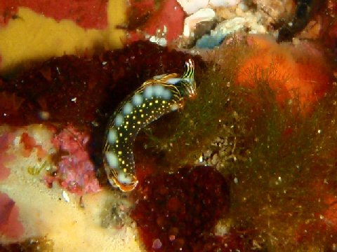 �ɓ������ʐ^�@�N���b�N�ő傫���Ȃ�܂�