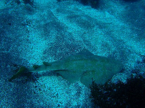 �ɓ������ʐ^�@�N���b�N�ő傫���Ȃ�܂�