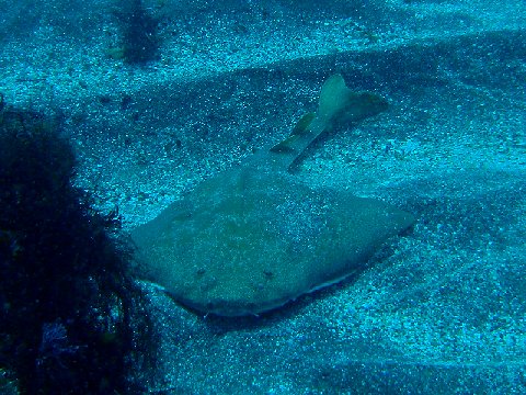 �ɓ������ʐ^�@�N���b�N�ő傫���Ȃ�܂�