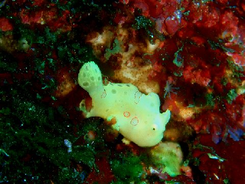 �ɓ������ʐ^�@�N���b�N�ő傫���Ȃ�܂�